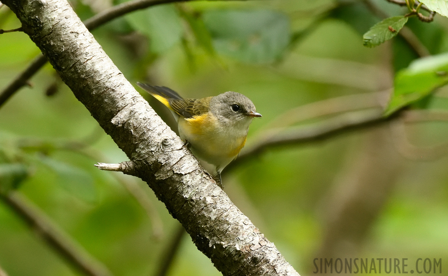 Setophaga ruticilla [400 mm, 1/500 sec at f / 7.1, ISO 2500]